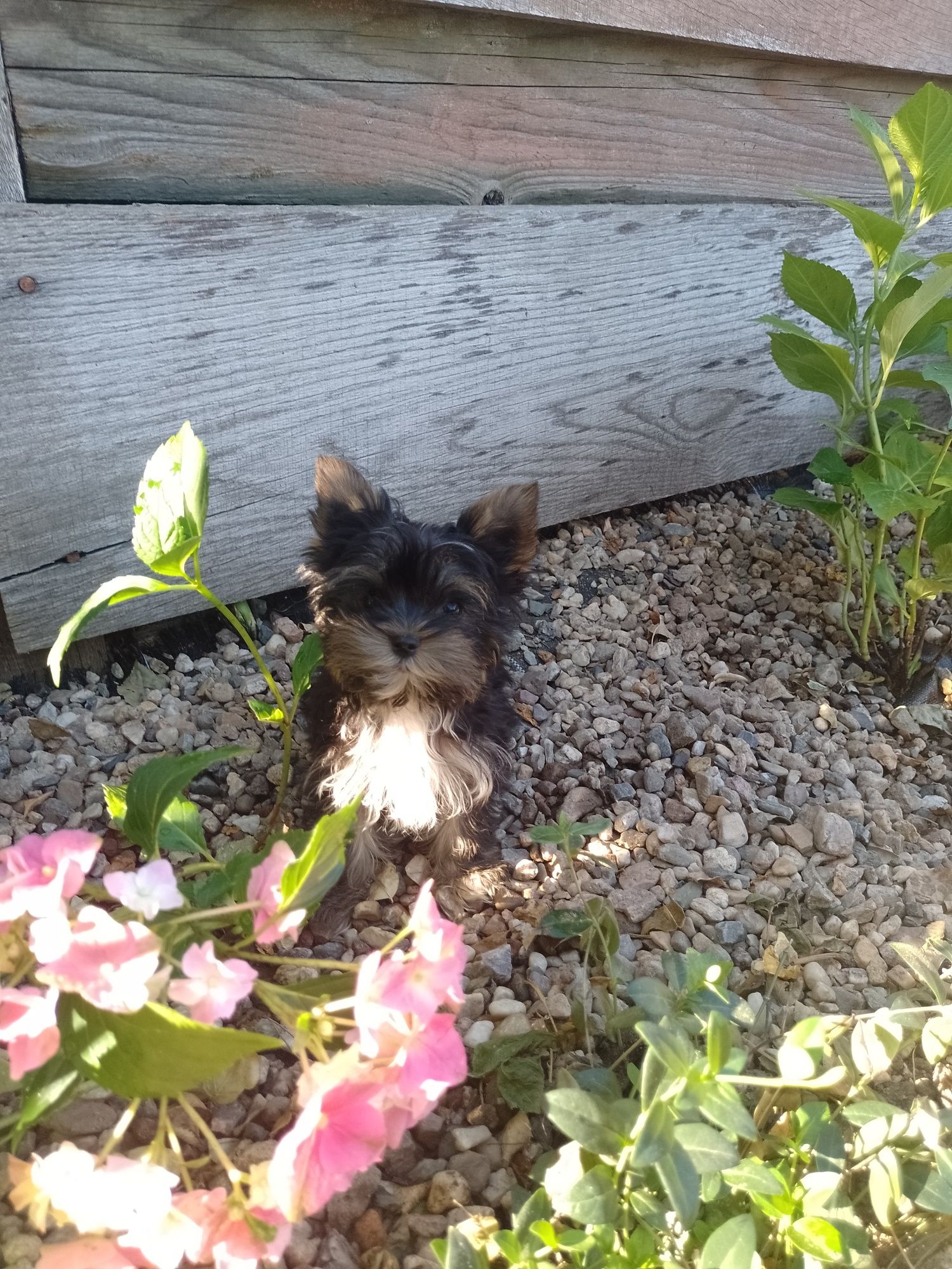 Piękna suknia Yorkshire Terrier