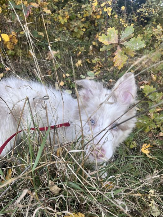 Border Collie suczka