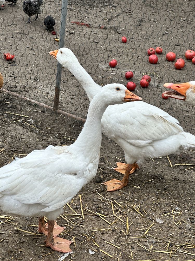 Gęś kołudzka gęś