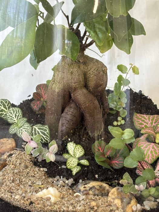 Terrários fechados
