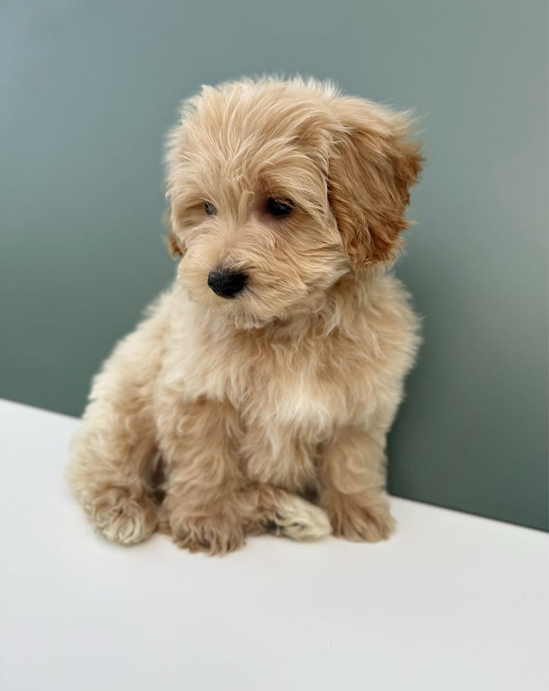 Maltipoo biszkoptowy piesek