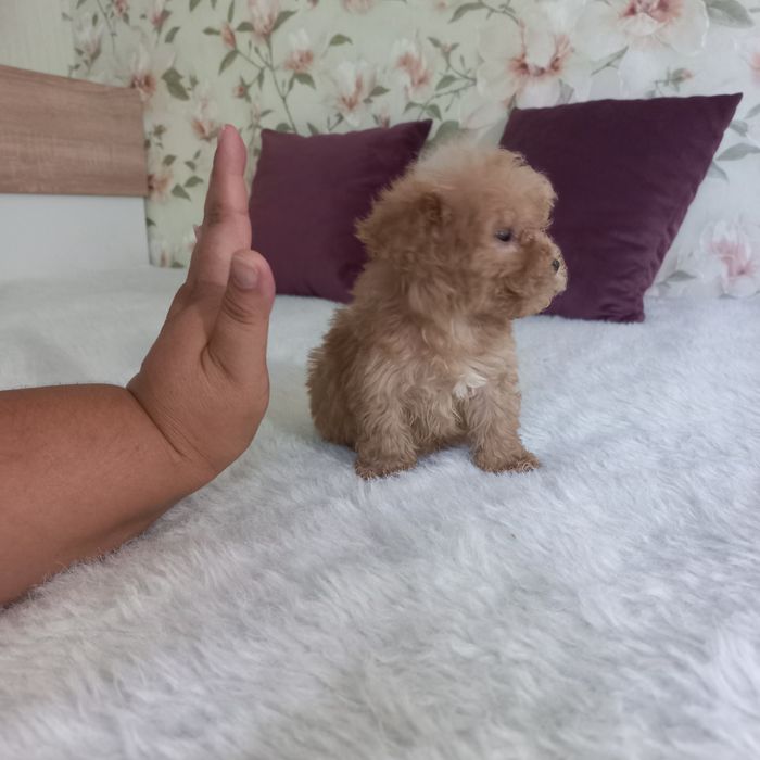 Большой выбор малышей мальтипу