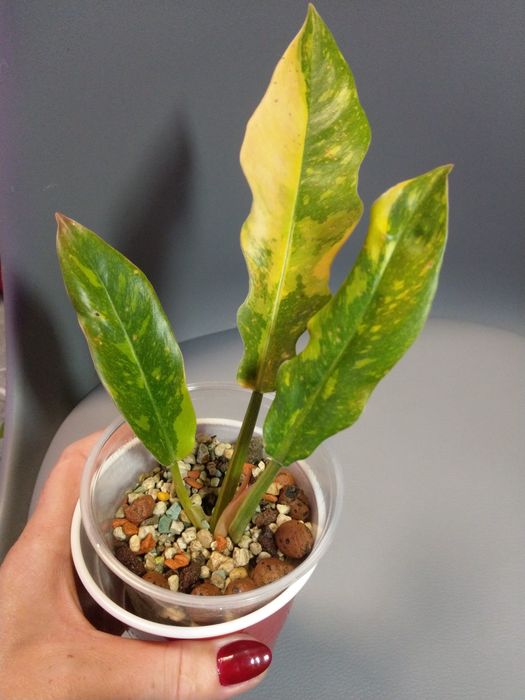 Philodendron Ring Of Fire