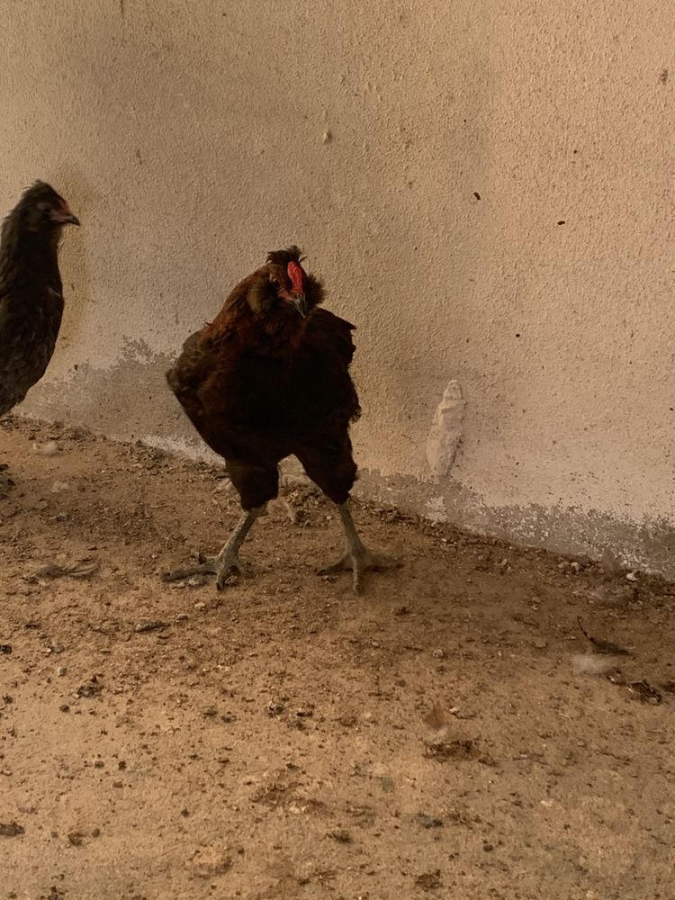Galo raça Araucana