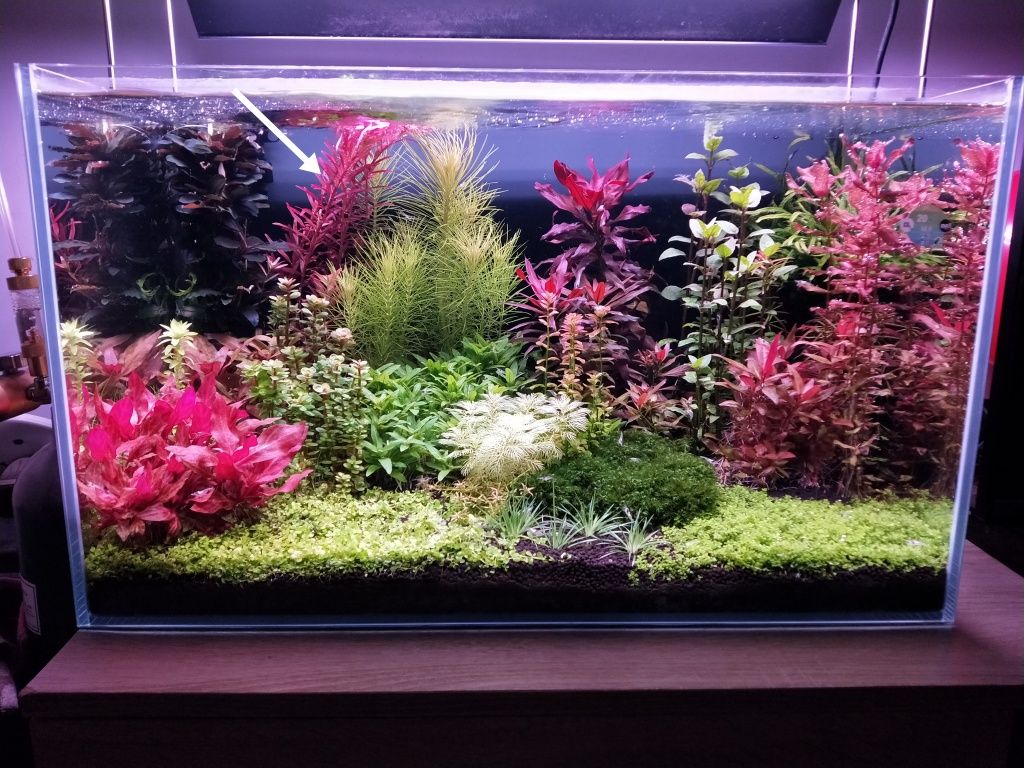 Rotala blood Red Singapur