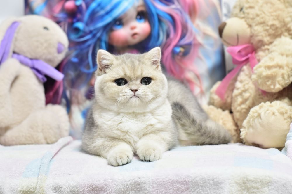 Золотая шиншилла ау 11, британская короткошерстная