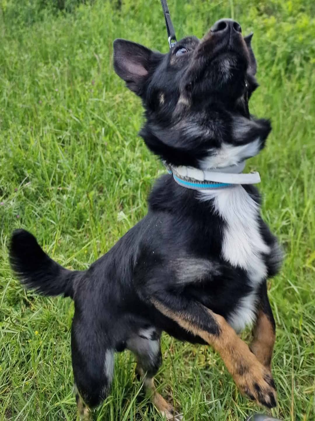 Młody, mały piesek Abi do adopcji!