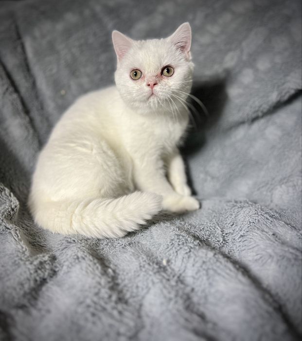 Kocur Kocurek Brytyjski