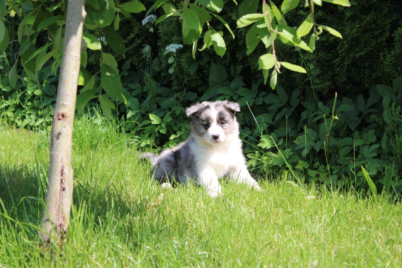 GOTOWE DO ODBIORU! Border collie suczka blue merle