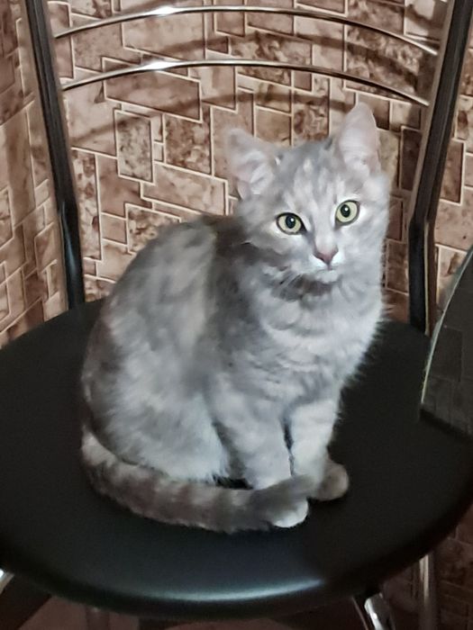 Бесплатно отдам кошечку