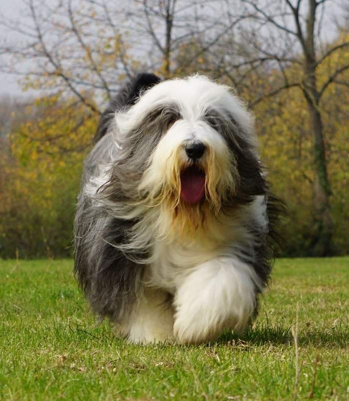 Bearded Collie FCI Zapraszam do rezerwacji kolejnego miotu .