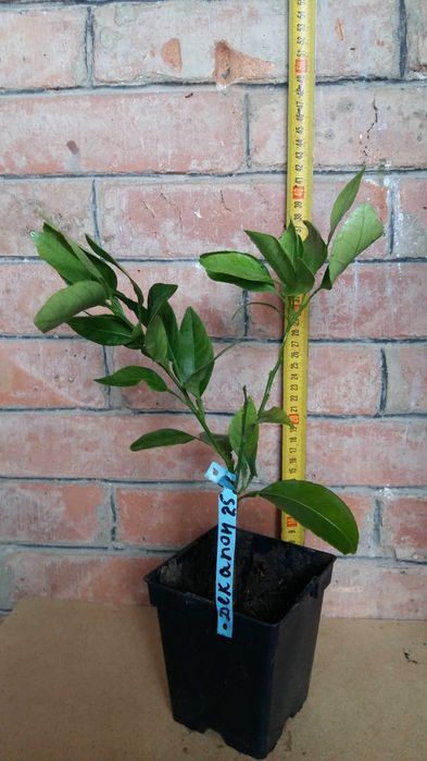 Лимон, мандарин, клементин. Цитрус