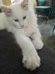 Kocurek Maine Coon Rezerwacja