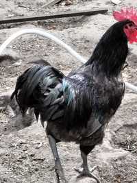 Sprzedam koguta rasy Australorp