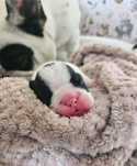 Buldog Francuski
