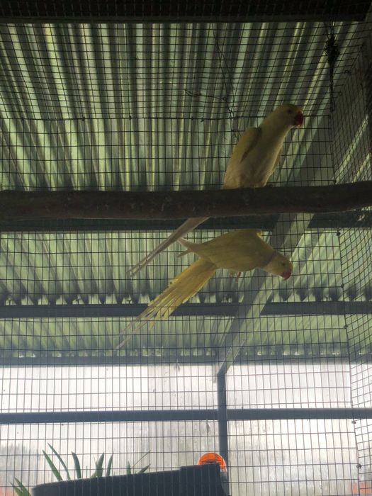 Ring necks adultos