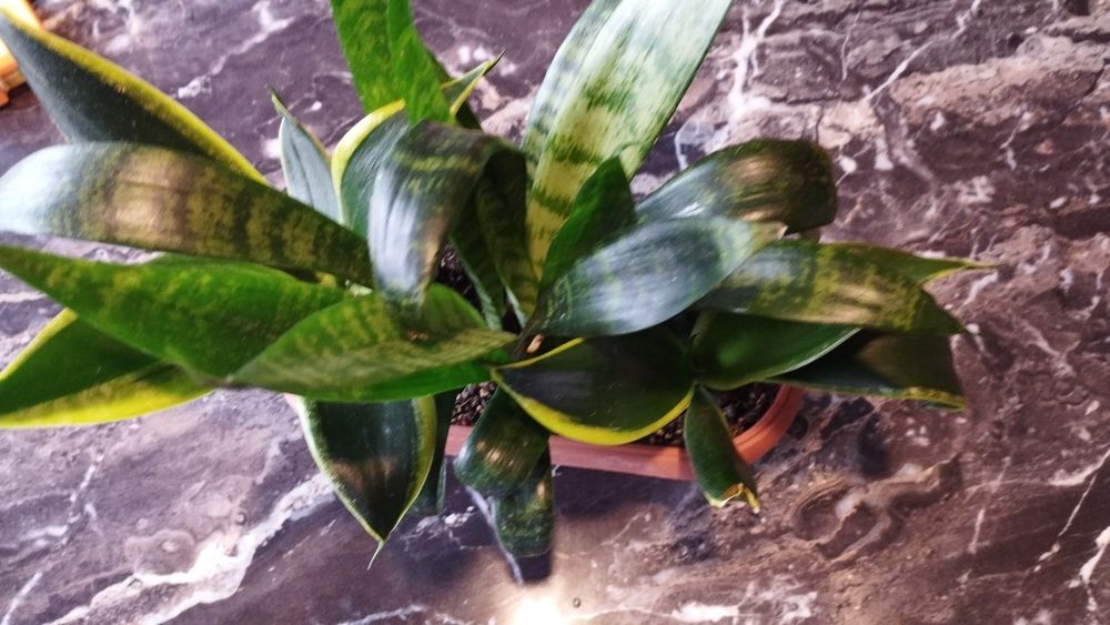 Продам сансевьерию