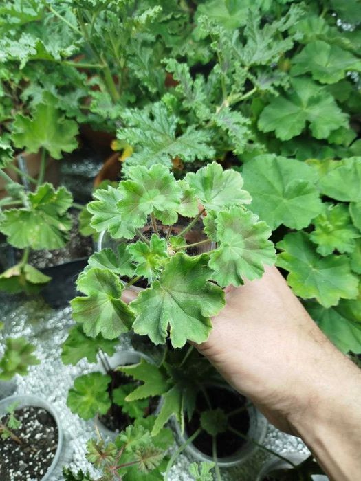 Пеларгонія Та Емануель