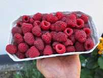 Sprzedam Maliny / Sok