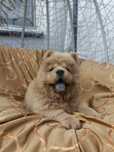 Wzorcowy Chow Chow piękny exterrier rodzice FCI
