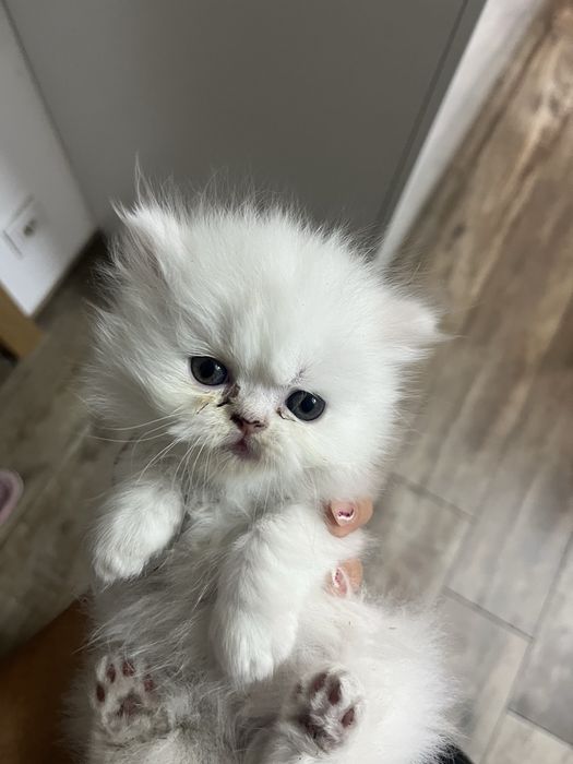Gatinha persa puro