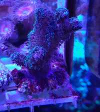 Pocillopora tricolor ,morskie,koralowiec