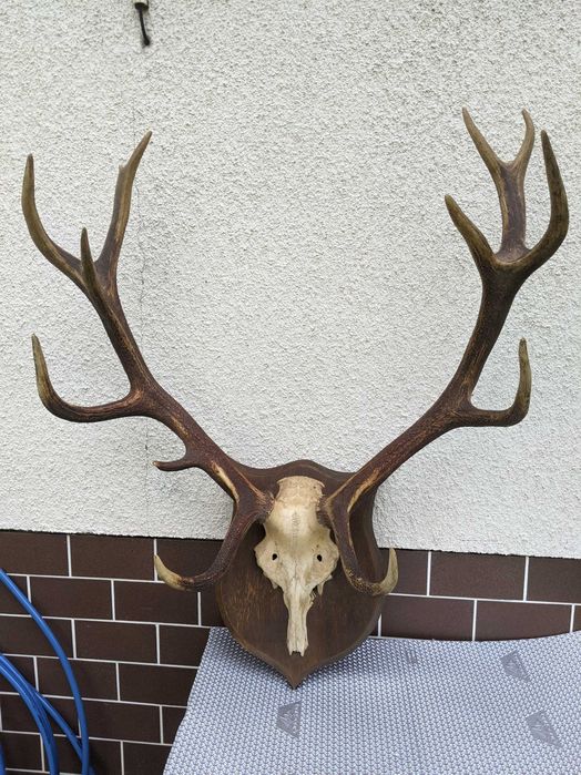 Poroże jelenia sprzedam