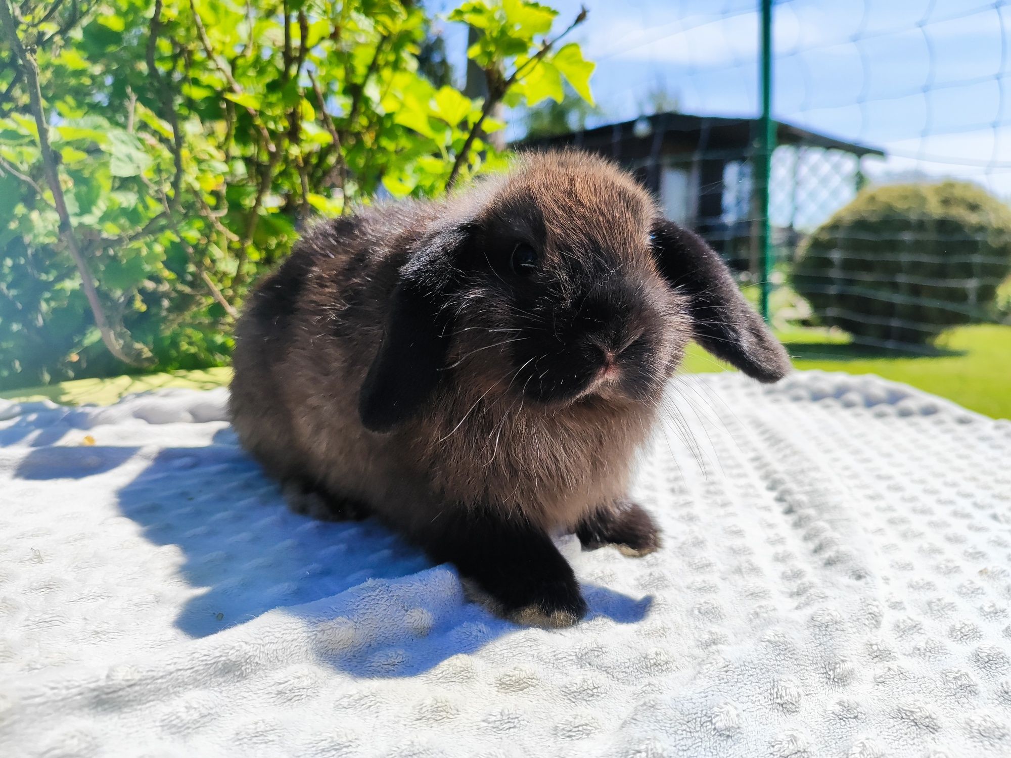 Mini lop metryka rasowy legalna hodowla królik miniaturka baranek