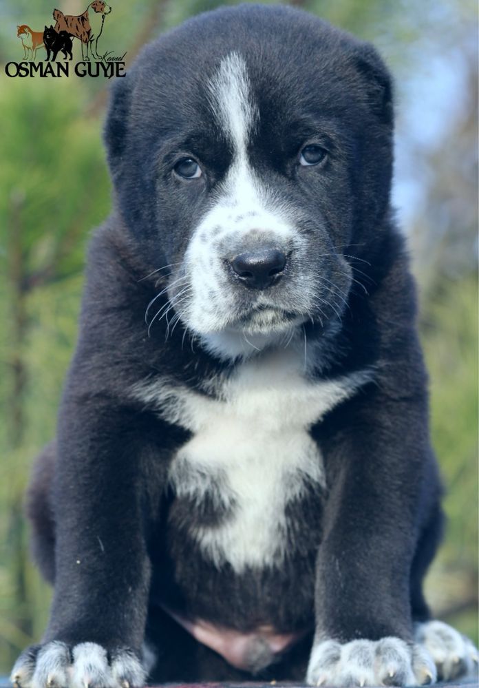 Чорний хлопець САВ розплідник