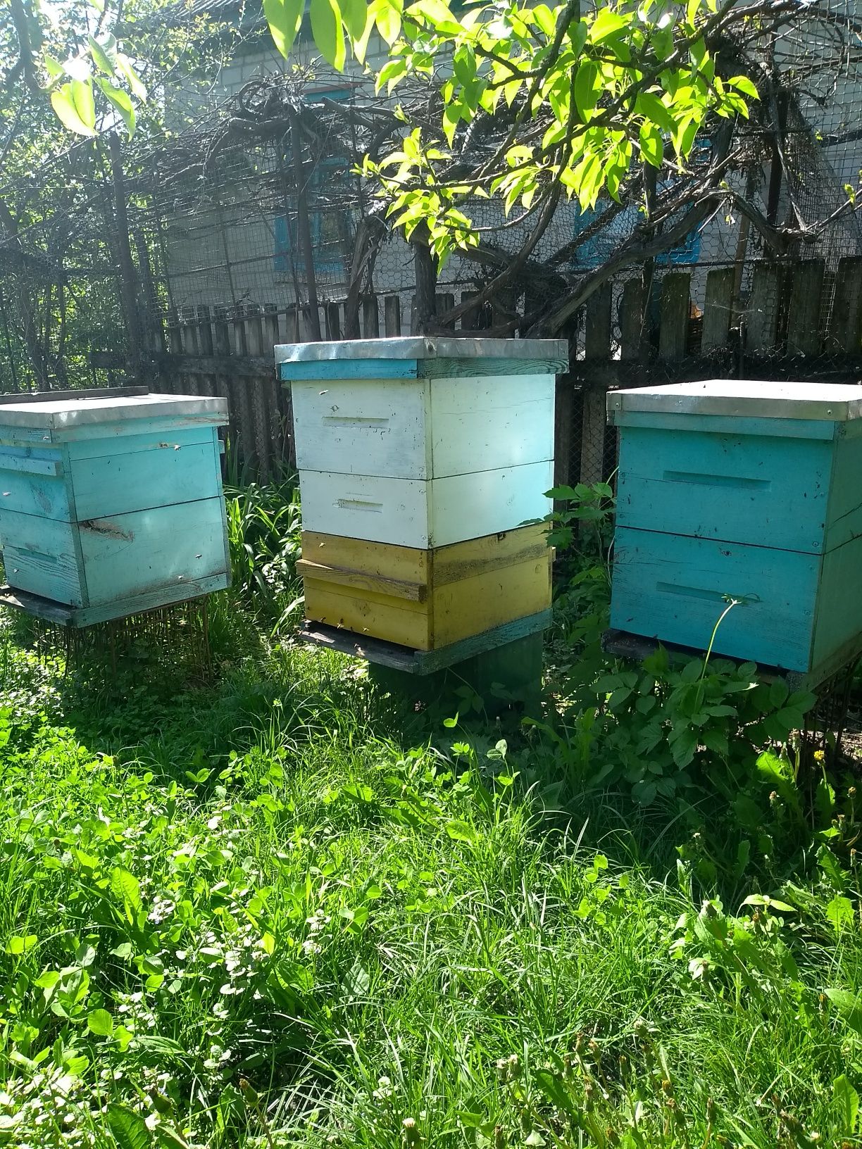 Продам бджолині сім'ї, пчелы, пчелосемьи.