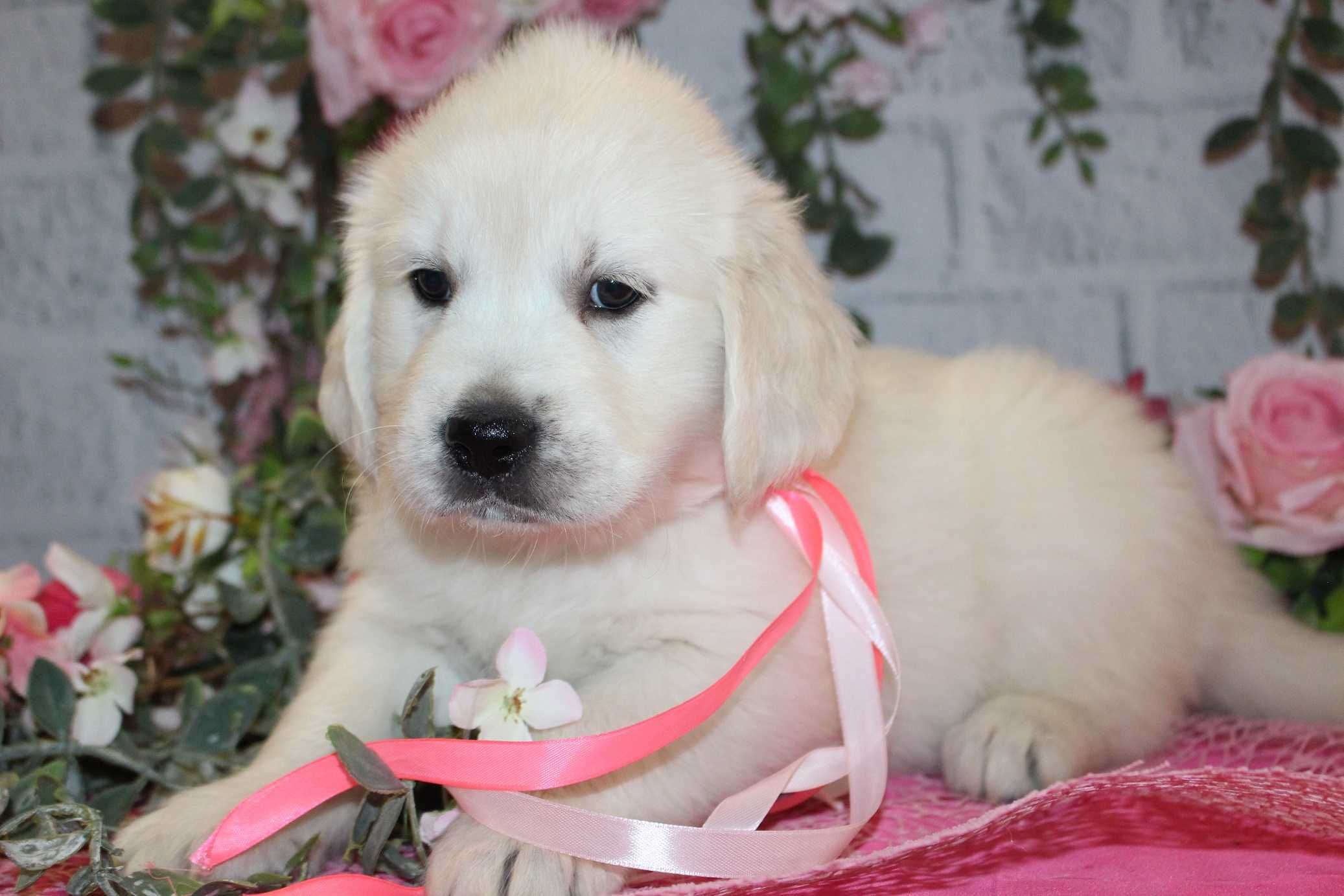 Suczka rasy Golden retriever FCI ZKwP