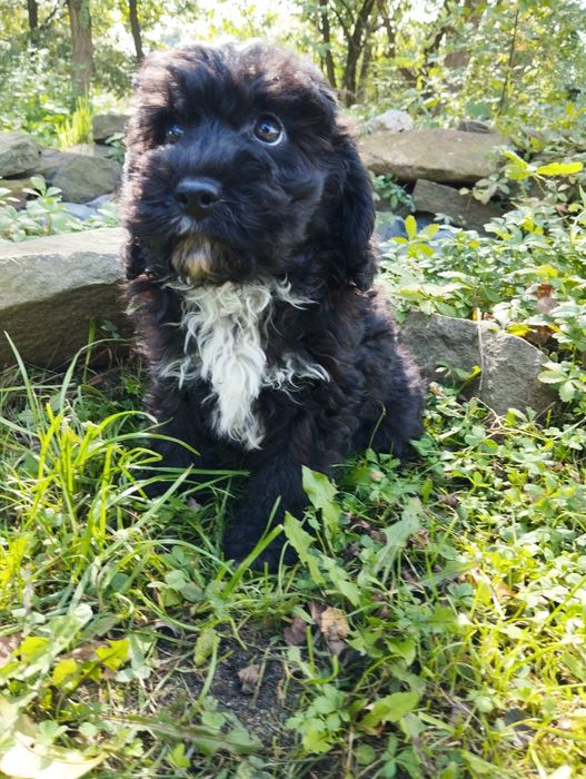 Cockapoo , spaniel pudel , cockapoo f1b samiec