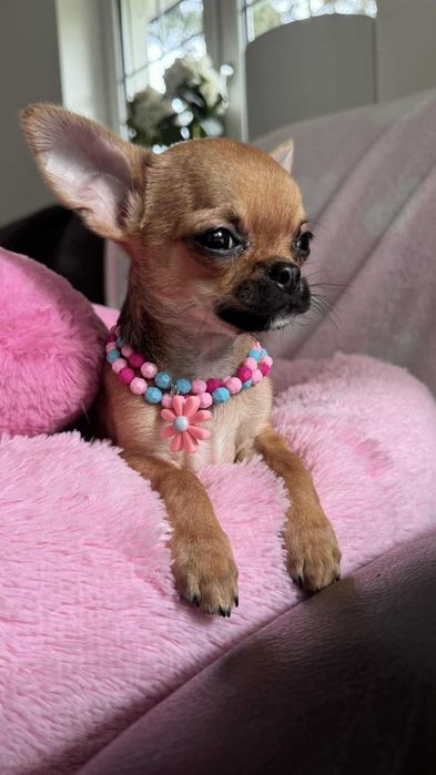 Chłopczyk Chihuahua Brązowy z Rodowodem Tommy