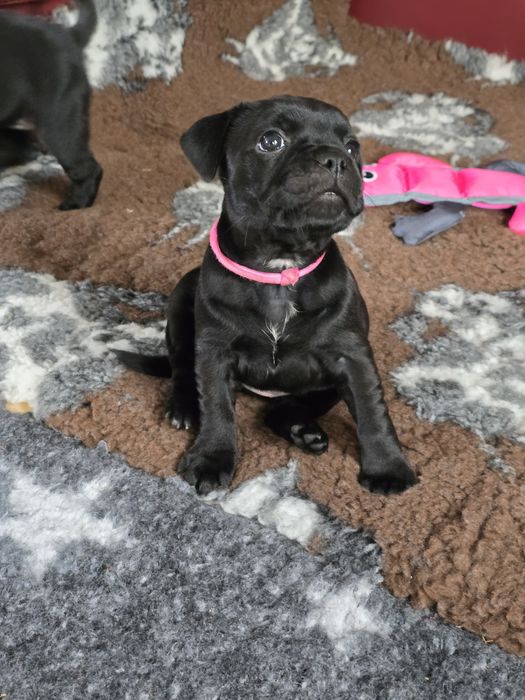 Staffordshire bull terrier , Staffik