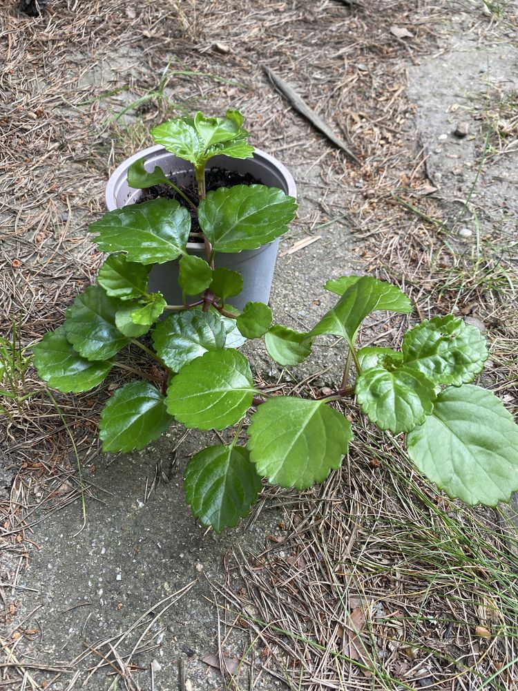 Plectranthus verticillatus
