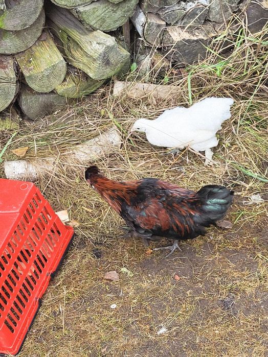 Kury ozdobne sprzedam.