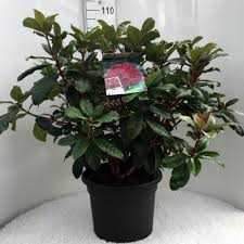 Rododendron 'Nova Zembla' - różanecznik cena 55 zł