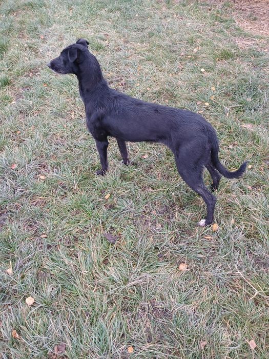 Suka mieszaniec z chartem