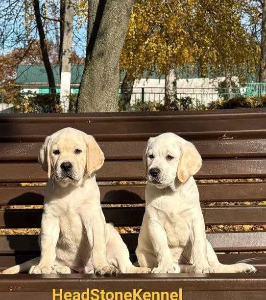 Лабрадор ретривер Щенки КСУ