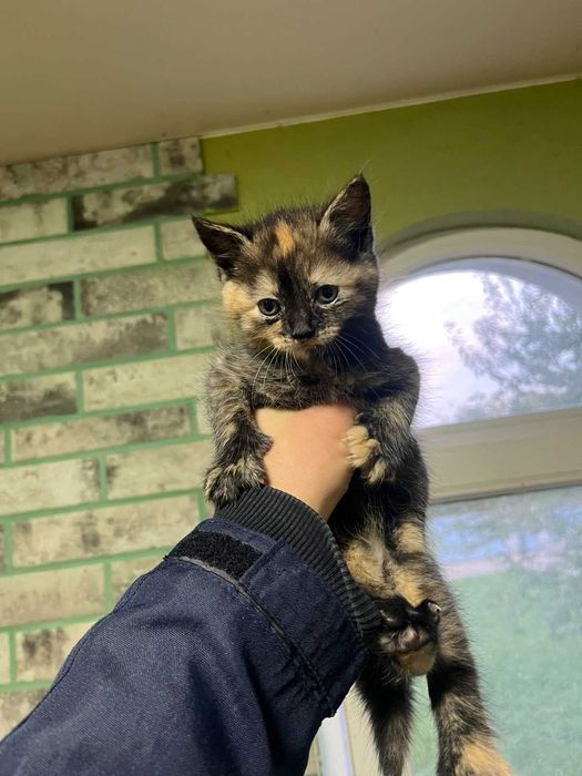 кошенятко в добрі руки подарую