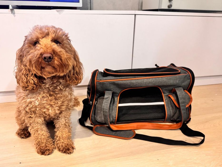 Transporter torba dla psa