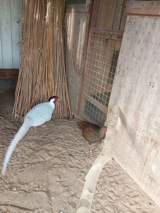 Bażanty kiścia srebrzystego