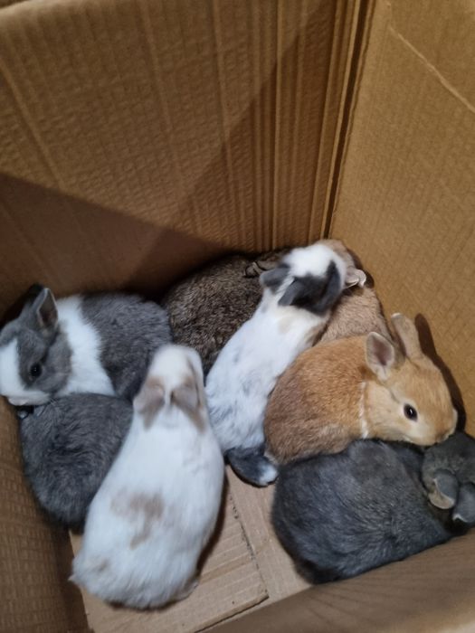 Kit coelhos anoes na minha criacao na Benedita