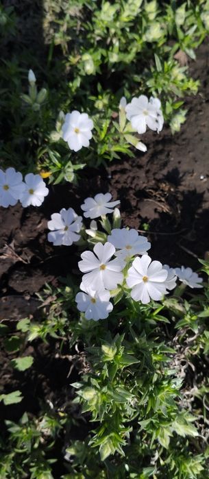 Шиловидні флокси,грунтопокривні