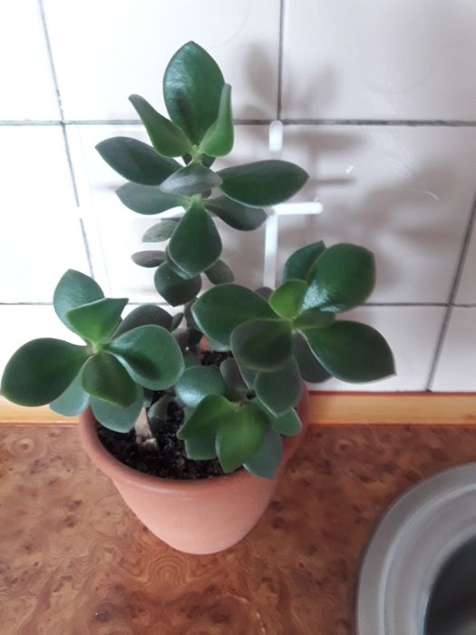 Красиво сформированное денежное дерево