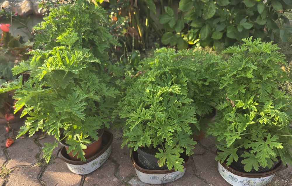 Geranium ( Anginka)
