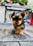York Terrier piesek