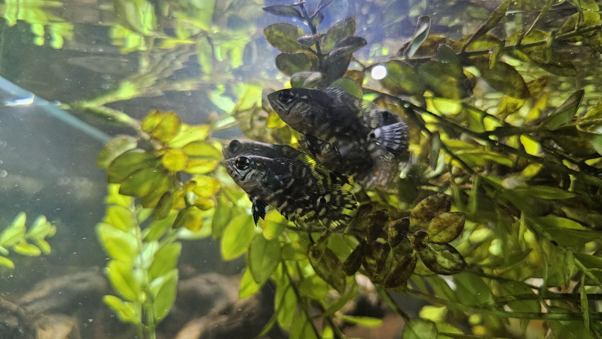 Oscares albino ruby/ mikoljii
