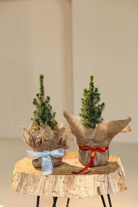 Новорічна Ялина Коніка (червоний горщик). Ялинки в горщиках, гурт