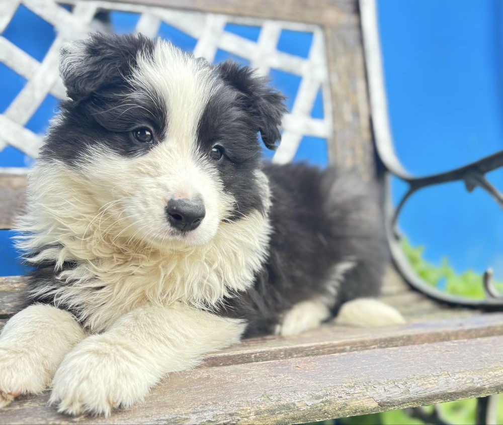 Border collie suczka z rodowodem